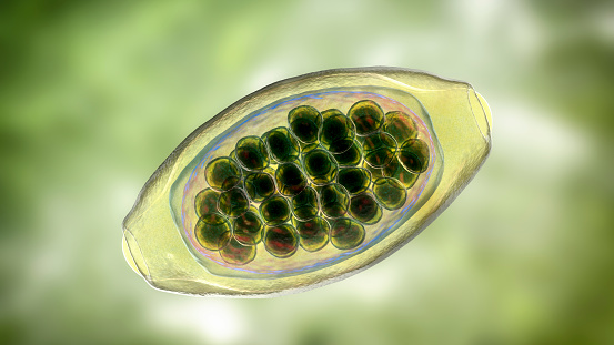 Egg of parasitic roundworm Trichuris trichiura, or whipworm, the causative agent of trichuriasis, disease of a human large intestine, 3D illustration