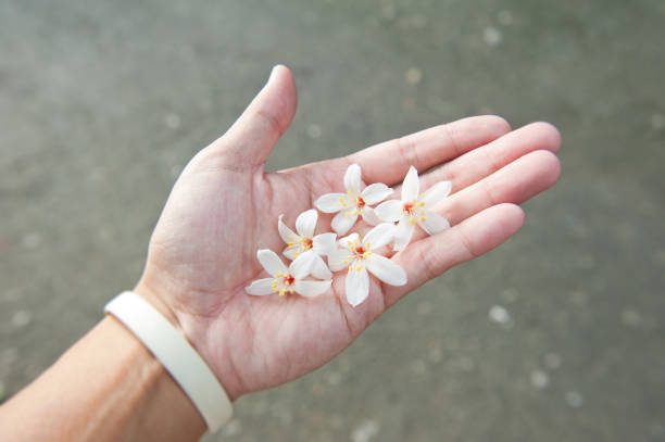 istock Beautiful white tung flower blooms in spring（tung tree flower） 1206020126