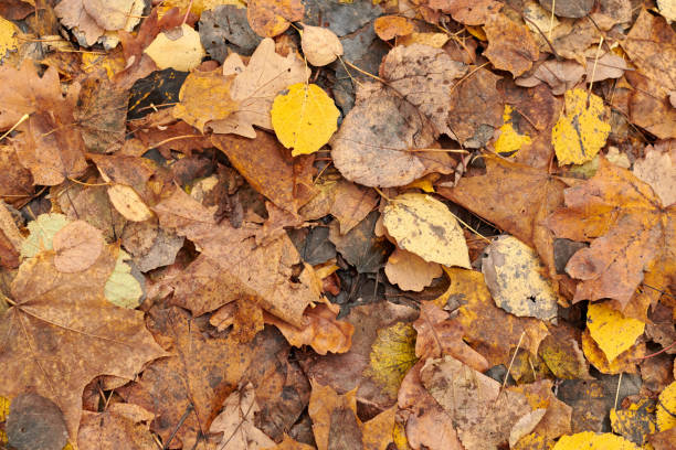 istock Autumn leaves, top view 1206020300