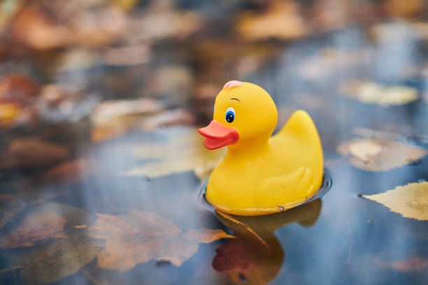 istock Autumn duck toy in puddle with leaves 1206020643