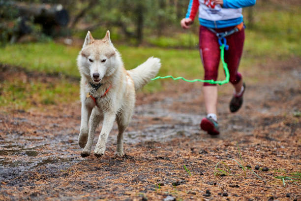 istock Canicross dog mushing race 1206020761