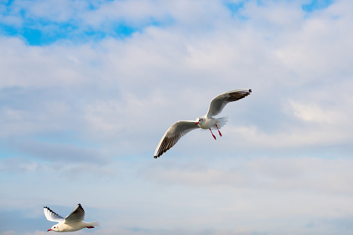 Seagull on blue background. European herring gull, Larus argentatus.