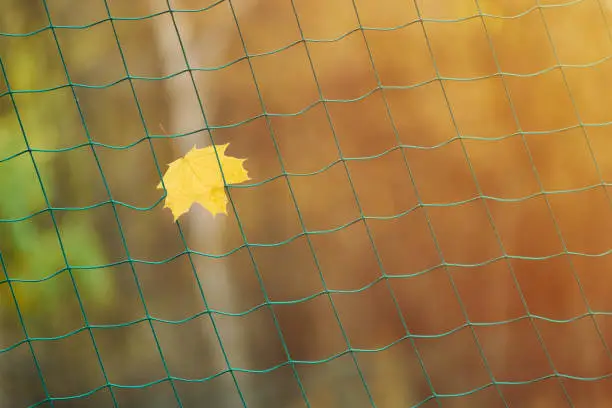 End of sports season concept. Soccer goal net with autumn leave. Dreams of winning a sports competition: football, soccer, rugby, tennis, baseball, american football, field hockey and other.