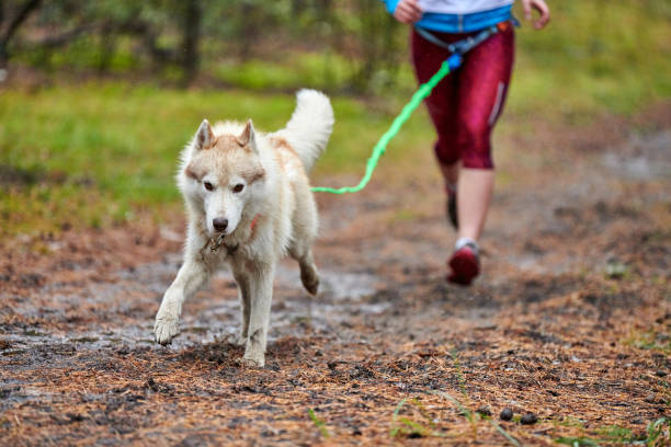 istock Canicross dog mushing race 1206021028