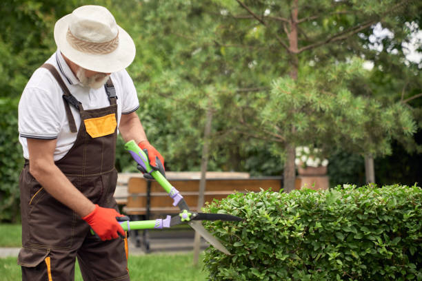 istock Senior man cutting overgrown bushes. 1206021299
