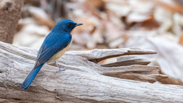 istock Hill Blue Flycatcher perching on a perch looking into a distance 1206022515