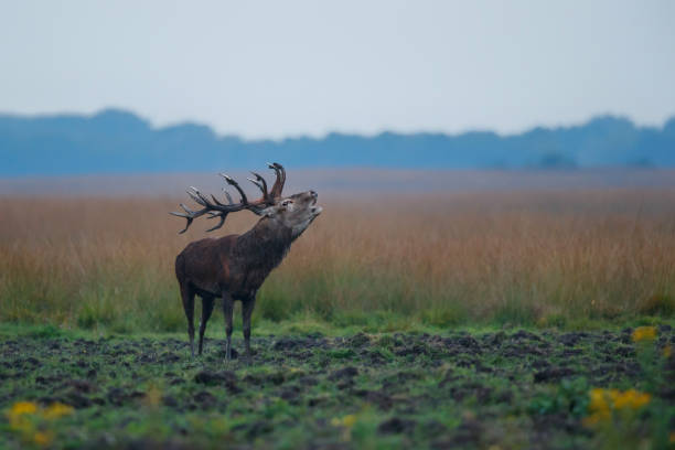 istock Red deer stag in the rutting season 1206022592