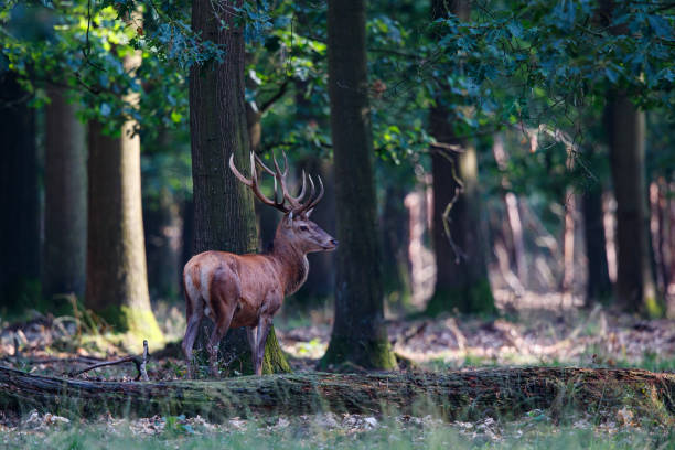 istock Red deer stag in the forest 1206022697