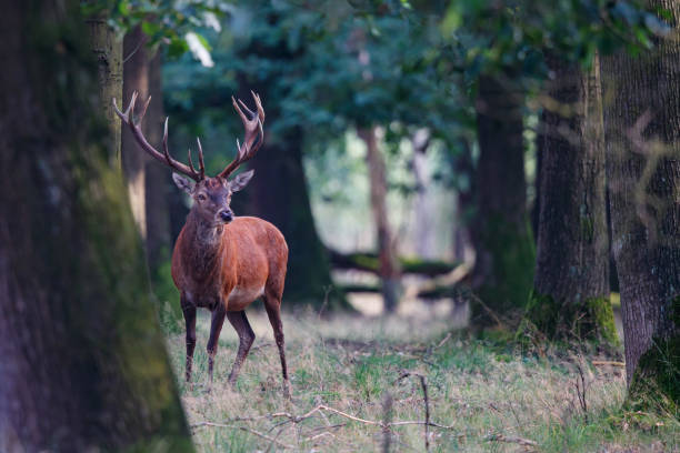 istock Red deer stag in the forest 1206022710