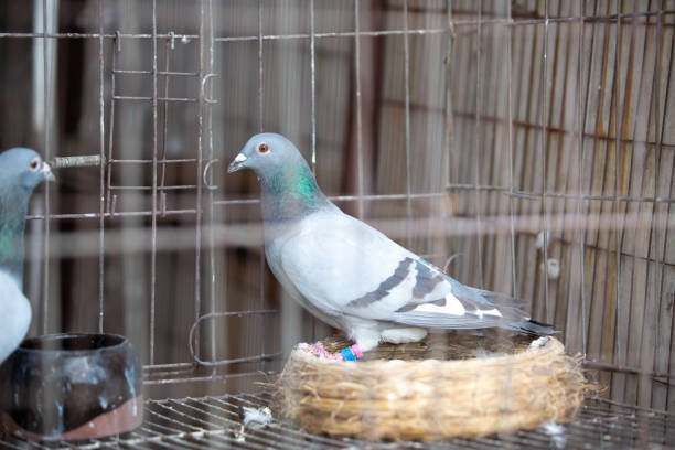 istock Pigeon and young bird in Bird's nest 1206024539