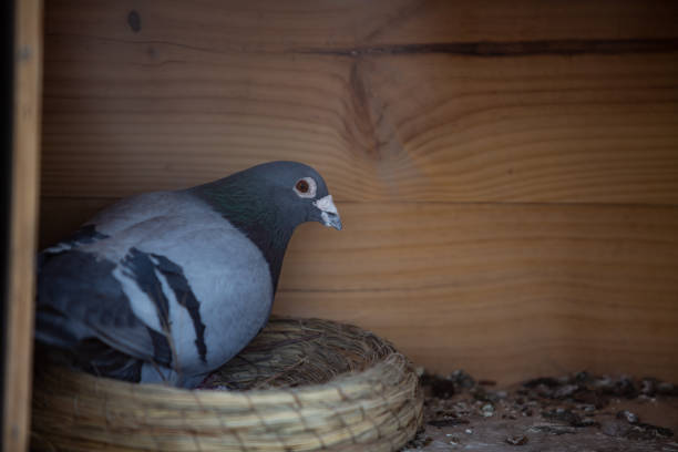 istock Pigeon and young bird in Bird's nest 1206024628