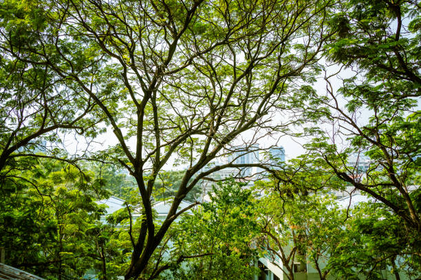 Big trees branches with city view in the background