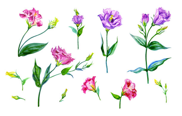 Eustoma or lisianthus flowers isolated on white background Eustoma or lisianthus flowers isolated on white background, watercolor drawing, floral elements set. drawing of a green lisianthus stock illustrations