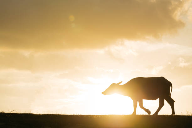 istock Water buffalos in north of thailand 1206031384