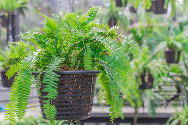 istock Green plants grown in the black basket 1206031921