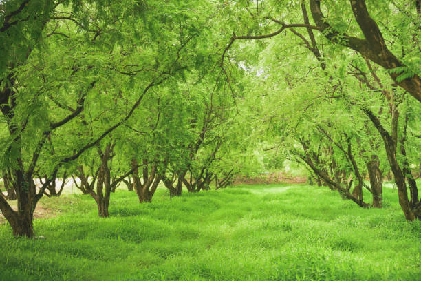 Poplar Plantation, Renewable resource, trees grown for the extraction of wood, paper and energy.