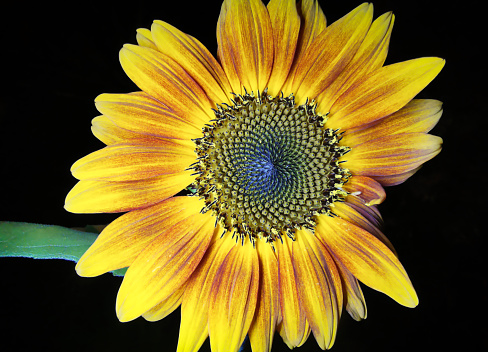 Close up. Sunflower petals