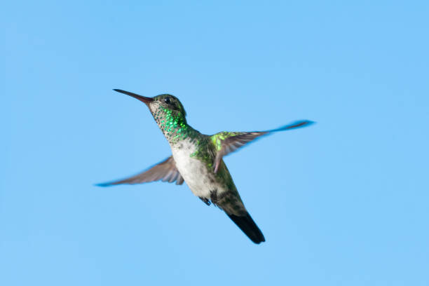 A Female Blue-chinned Sapphire hummingbird hovering in the air on a sunny day with the blue sky as a smooth background.
