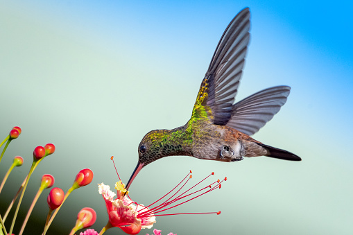 A Copper-rumped hummingbird feeding on the Pride of Barbados flower against a faded blue background.  It is a juvenile hummingbird.