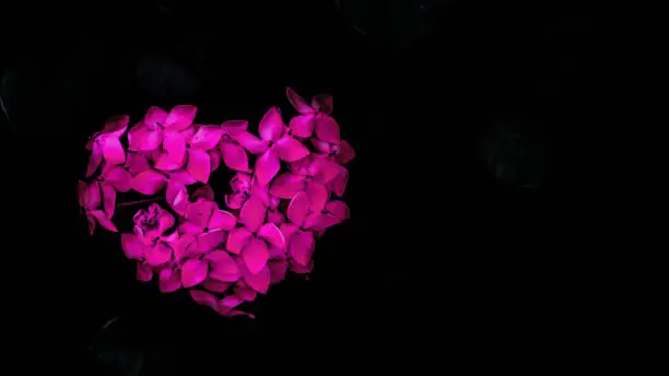 Pink ixora flower that naturally form a symbol of heart or love. Natural background for Valentine's Day celebrations or as a sign of love for a lover or family.