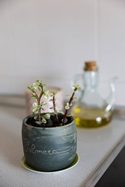 istock plant in a handmade ceramic on the kitchen 1206033149