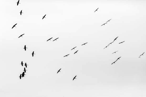 istock Crane silhouettes in the sky 1206033264