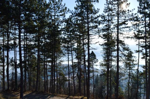 istock forest and shade of trees 1206033330