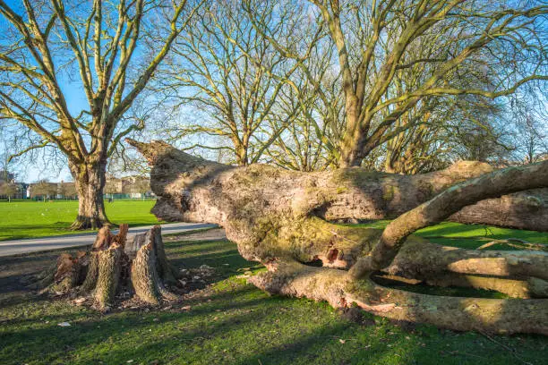 Photo of Tree damage on Jesus Green from Storm Ciara