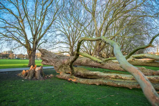 Photo of London plane tree damage on Jesus Green