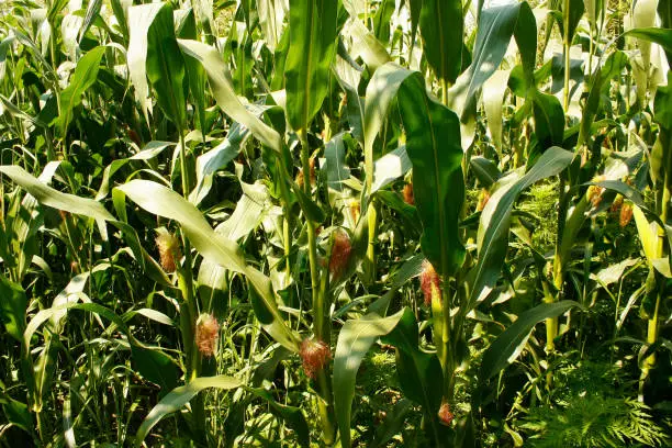 Full-grown maize plants with mature silks