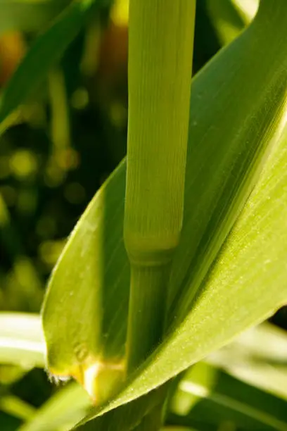 Detail of internodes of a maize plant, corn, stalk