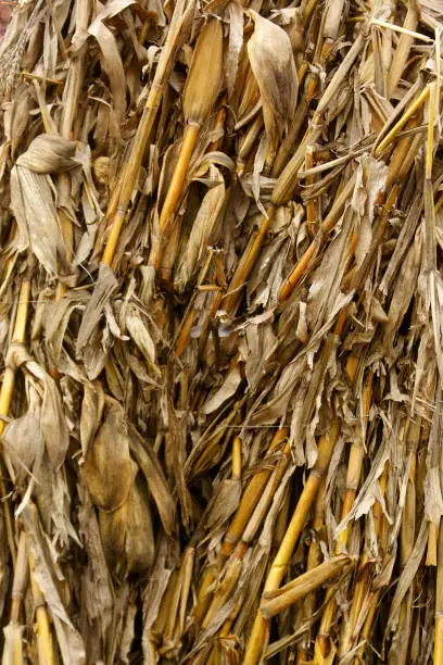 Background of corn stalks dried and harvested.