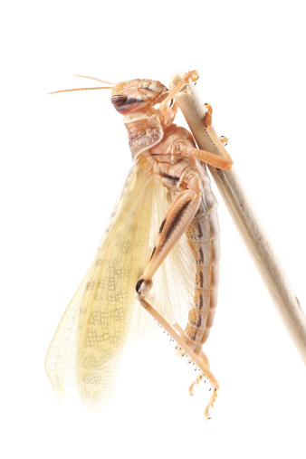 Desert locust (Schistocerca gregaria), immediately after molt