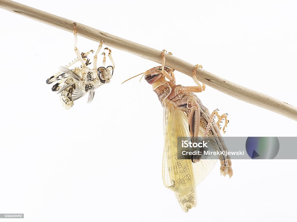 사막메뚜기 (Schistocerca gregaria - 로열티 프리 갈고리 발톱 스톡 사진