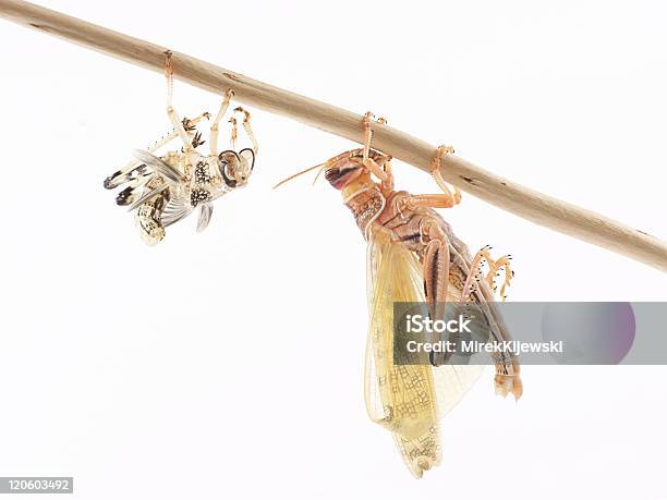 사막메뚜기 Schistocerca Gregaria 갈고리 발톱에 대한 스톡 사진 및 기타 이미지 - 갈고리 발톱, 곤충, 나뭇가지