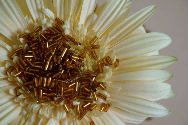 gold röhrenförmige toho perlen und gerbera blume auf leichte creme hintergrund. - glass jewelry bead bugle stock-fotos und bilder