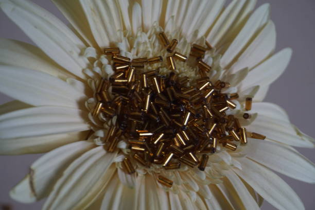 gold röhrenförmige toho perlen und gerbera blume auf leichte creme hintergrund. - glass jewelry bead bugle stock-fotos und bilder