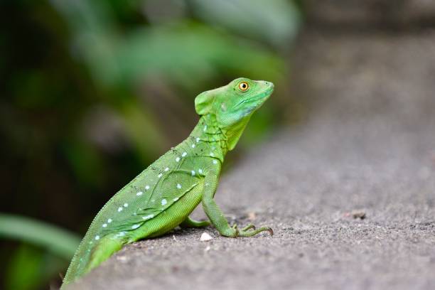 istock Famale plumed basilisk (Basiliscus plumifrons) waits on a step. 1206038593