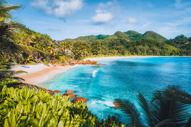 istock Mahe Island, Seychelles. Beautiful exotic Anse stewardship tropical beach. Ocean wave rolling towards sandy beach with coconut palm trees 1206039134