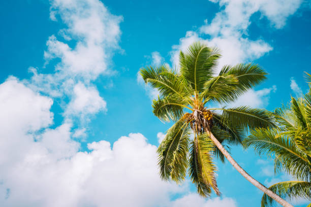 istock Coconut palm trees on tropical beach against a pretty blue sky with white clouds 1206039164