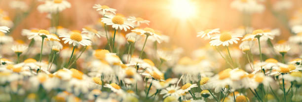 flor de margarida em prado, camomila selvagem florescendo, beleza na natureza - chamomile daisy sky flower - fotografias e filmes do acervo