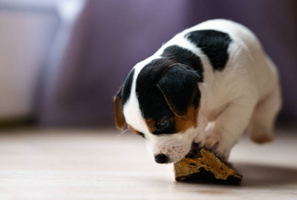 istock The puppy eats a bone. Dog Jack Russell Terrier. 1206045799
