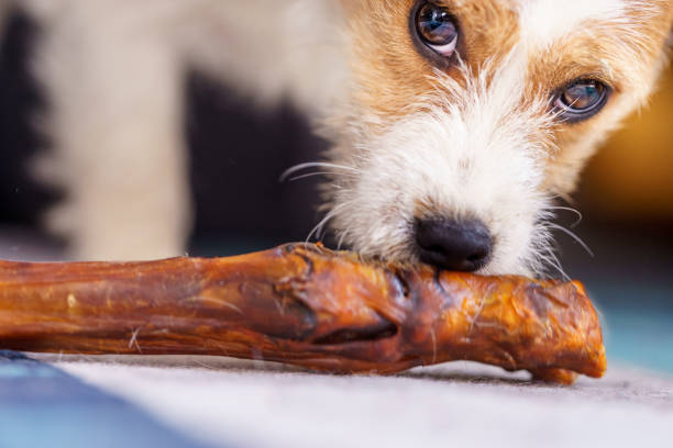 istock The puppy eats a bone. Dog Jack Russell Terrier. 1206045881