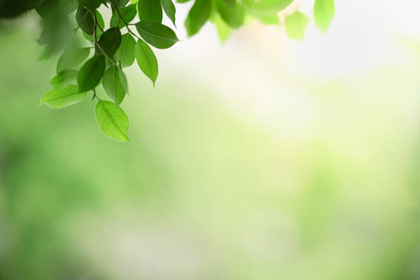 istock Close up of nature view green leaf on blurred greenery background under sunlight with bokeh and copy space using as background natural plants landscape, ecology wallpaper concept. 1206046047