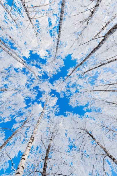 istock Snow-covered birch trees against clear blue sky. Winter forest landscape. Latvia 1206046483