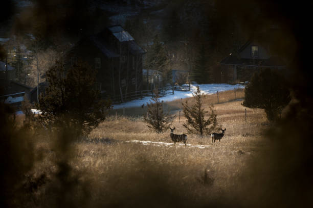 Mule deer graze on a hillside durring winter above Phillipsburg. in Philipsburg, MT, United States