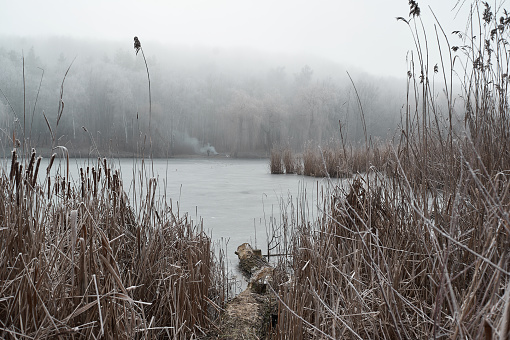 frozen reeds near the water in winter, during a fog covered with frost in cloudy weather in Kyiv, Kyiv City, Ukraine