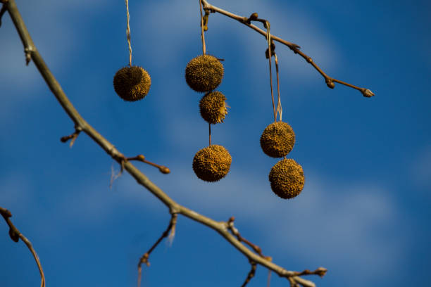 Photography of tree branch and blue sky
