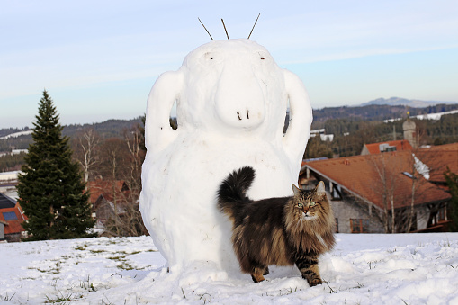 A Norwegian Forest Cat in Winter in front of a Snowman