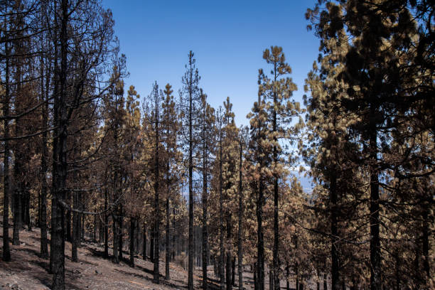 istock Gran Canaria after wild fire of August 2019 1206050220